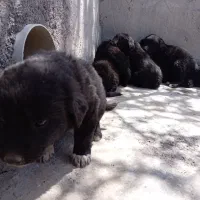 تعدادی توله سگ