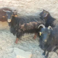 هشت دونه بز محلی ماده