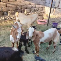 گوسفند فروشی