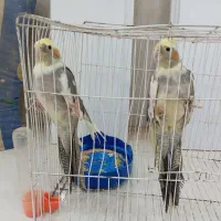 عروس هلندی دستی