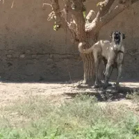 سگ سراب۱۰ماهه اصیل
