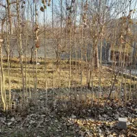 اجاره انباری