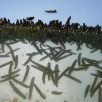 زالو بهداشتی از تولید به مصرف|آرایشی، بهداشتی، درمانی|گنبد کاووس, |دیوار