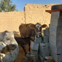 گاو گوساله