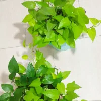 گل و گیاه