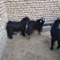 بزغاله چاق|حیوانات مزرعه|دهلران, |دیوار