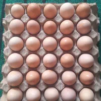 تخم مرغ محلی درخانببین