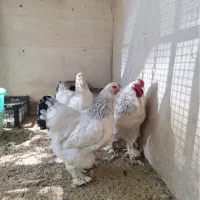 مرغ خروس برهما