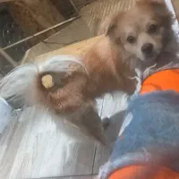 یک قلاده سگ پامر اشپیدز|سگ|تهران, جوادیه تهرانپارس|دیوار