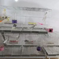 پت شاپ پرندگان ترینو ،جفت مولدوجوجه سری لاکی عروس