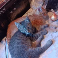 گربه|حیوانات|گرگان, |دیوار