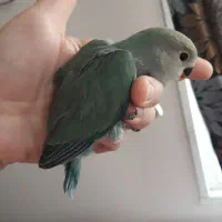 جوجه طوطی برزیلی