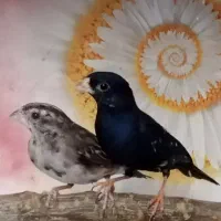فنچ وایدا بلک