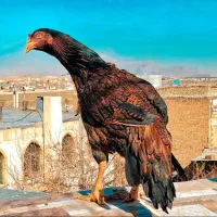 مرغ وخروس|حیوانات مزرعه|فولادشهر, زاینده رود|دیوار