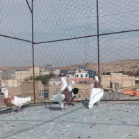 طوقی و دمسیاه ماده|پرنده|میانه, |دیوار