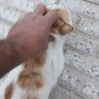 گربه ملوس