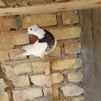 کبوتر طوقی|پرنده|استهبان, |دیوار