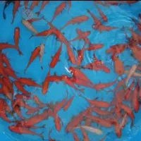 رایگان میام تحویل میگیرم