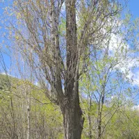 خدمات اره موتوری درختان در باغ وحیات.