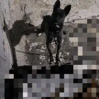 سگ پاپی|سگ|تربت جام, جامی|دیوار