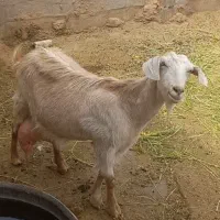 بز دورگ سانن