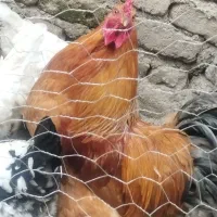 خروس برهما