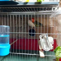 طوطی برزی نر و ماده بالغ|پرنده|فردوسیه, |دیوار