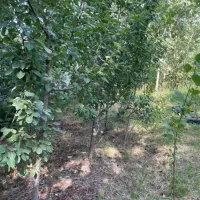 زمین مسکونی جاده انزلی۶۵۰ متری|فروش زمین و ملک کلنگی|رشت, انصاری|دیوار