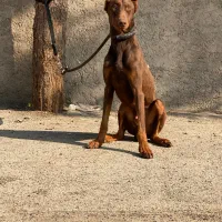 سگ دوبرمن تیپ اروپایی