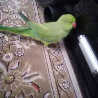 پرنده ای به نام ملنگو