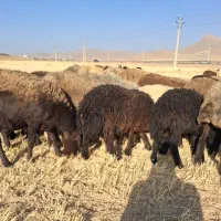 فروش میش درجه یک جوان