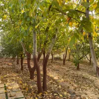 300متر-باغ-با-سند-تک-برگ