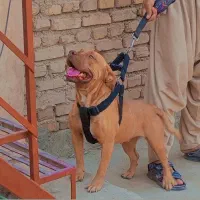 حیوانات