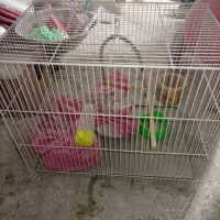 قفس پرنده در حد نو