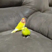 مرغ عشق طوطی کوتوله