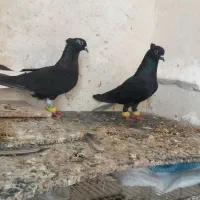 کفتر پرشی جفتگاه زاغ دم سفید سینه کله اوقون کاکلی