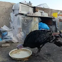 بوقلمون 5 ماه نژاد برنز نر