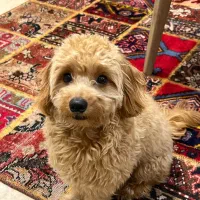 پودل نر جهت جفت گیری