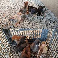 جوجه گلین|حیوانات مزرعه|زرگرشهر, |دیوار