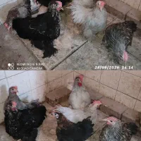 نیمچه کوشین