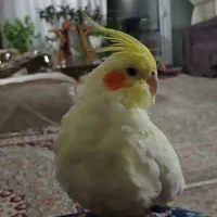 عروس هلندی لوتینو لپ هلویی یکساله،، نیمه دستی