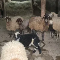 میش گوسفند