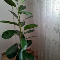 گلدان طبیعی فیکوس