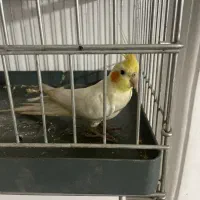 عروس هلندی|پرنده|سبزوار, شهدا|دیوار