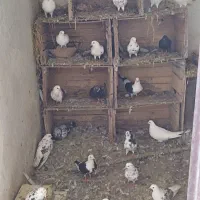 کبوتر خوشگل پرشی نشاندار جفتی|پرنده|رشت, گیل|دیوار