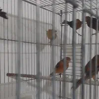 تعدای جوجه سرخ سوخته  اورجینال  همه سر حال  قوی