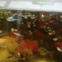 ماهی گوپی|ماهی|سمنان, |دیوار