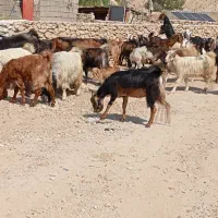 فروش بز|حیوانات مزرعه|کازرون, |دیوار