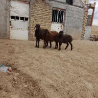 باسلام ۳عددبره نر پاییزسرحال سالم بشرط