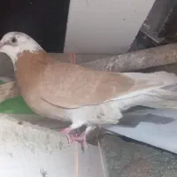 کبوتر ماده خوب|پرنده|ابهر, |دیوار